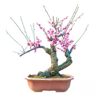 【ガーデニング】梅が咲いた！春の訪れを告げる花木［12選］鉢植えでも育てやすい  （サムネイル画像5）