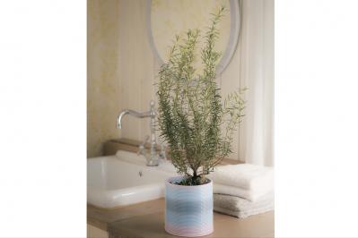 【ハーブガーデニング】料理にもクラフトにも使い勝手バツグンな【ローズマリー】の栽培方法と活用アイデア2選