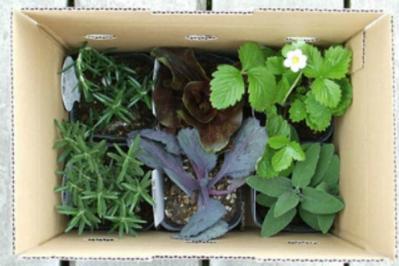 ハーブ研究家 小早川愛さんのお取り寄せ【ハーブシロップとハーブ栽培キット】アストロロジー クラフトとポタジェガーデン（サムネイル画像5）