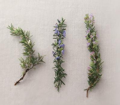 【ハーブガーデニング】料理にもクラフトにも使い勝手バツグンな【ローズマリー】の栽培方法と活用アイデア2選（サムネイル画像5）