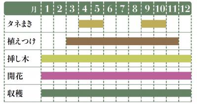 【ハーブガーデニング】料理にもクラフトにも使い勝手バツグンな【ローズマリー】の栽培方法と活用アイデア2選（サムネイル画像2）