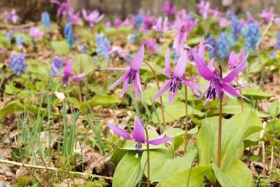 【ガーデニング】素朴で愛らしい［春の山野草10選］初心者にも（サムネイル画像20）