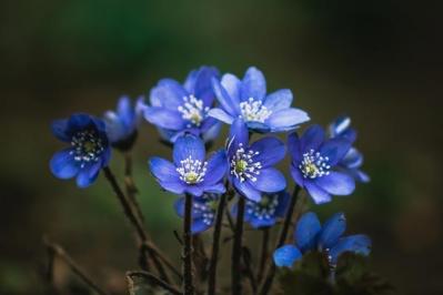 【ガーデニング】素朴で愛らしい［春の山野草10選］初心者にも（サムネイル画像15）