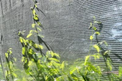 【ガーデニング】素朴で愛らしい［春の山野草10選］初心者にも（サムネイル画像17）