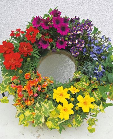 【ガーデニング】色の組み合わせでNGなのは？ 吉谷桂子さんの寄せ植え作りQ&A（サムネイル画像4）