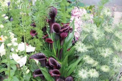 【ガーデニング】黒いビオラやペチュニアはどうアレンジする？ 吉谷桂子さんの寄せ植え作りQ&A（サムネイル画像4）