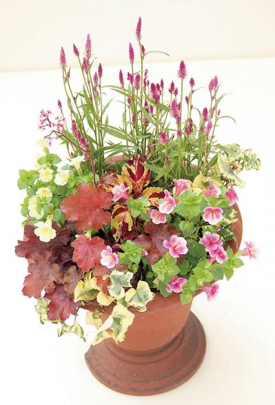 【ガーデニング】失敗しない植物の形の組み合わせ方は？ 吉谷桂子さんの寄せ植えQ&A（サムネイル画像4）