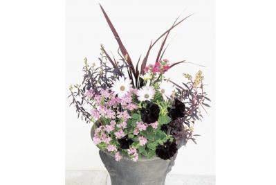 【ガーデニング】黒いビオラやペチュニアはどうアレンジする？ 吉谷桂子さんの寄せ植えQ&A