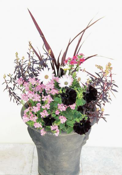 【ガーデニング】黒いビオラやペチュニアはどうアレンジする？ 吉谷桂子さんの寄せ植え作りQ&A（サムネイル画像3）