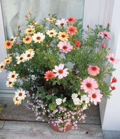 【ガーデニング】色の組み合わせでNGなのは？ 吉谷桂子さんの寄せ植え作りQ&A（サムネイル画像5）