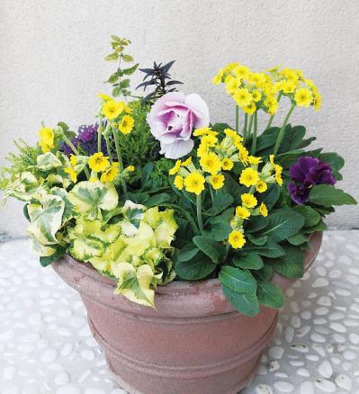 【ガーデニング】失敗しない植物の形の組み合わせ方は？ 吉谷桂子さんの寄せ植えQ&A（サムネイル画像2）