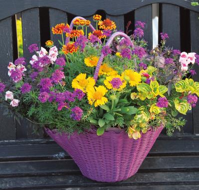 【ガーデニング】どんな花でも素敵に見える鉢は？ 吉谷桂子さんの寄せ植えQ&A（サムネイル画像2）