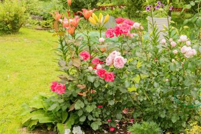 【ガーデニング】2月下旬から冬剪定の作業スタート！バラを若返らせ、よい花を咲かせる（サムネイル画像3）