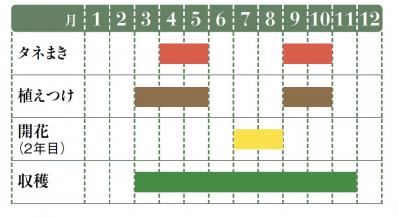 【ガーデニング】育てて楽しいハーブ【イタリアンパセリ】の栽培方法と活用アイデア2選（サムネイル画像2）
