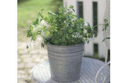 【ガーデニング】育てて楽しいハーブ【イタリアンパセリ】の栽培方法と活用アイデア2選（サムネイル画像）