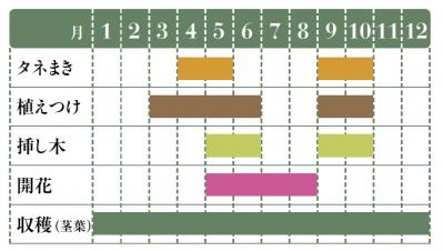 【ハーブガーデニング】健康に役立つ【タイム】の栽培方法と活用アイデア3選（サムネイル画像2）