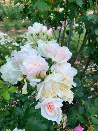 【ガーデニング】2月下旬から冬剪定の作業スタート！バラを若返らせ、よい花を咲かせる（サムネイル画像6）