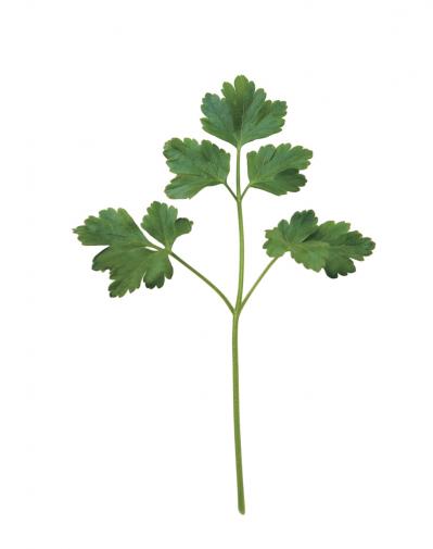 【ガーデニング】育てて楽しいハーブ【イタリアンパセリ】の栽培方法と活用アイデア2選（サムネイル画像3）