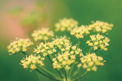 【ガーデニング】育てて楽しいハーブ【イタリアンパセリ】の栽培方法と活用アイデア2選（サムネイル画像5）