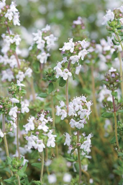 【ハーブガーデニング】健康に役立つ【タイム】の栽培方法と活用アイデア3選（サムネイル画像5）