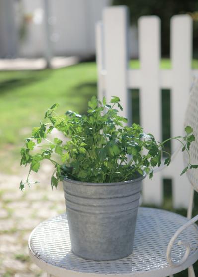 【ガーデニング】育てて楽しいハーブ【イタリアンパセリ】の栽培方法と活用アイデア2選（サムネイル画像4）