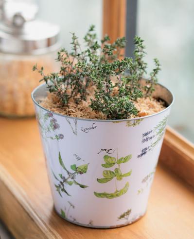 【ハーブガーデニング】健康に役立つ【タイム】の栽培方法と活用アイデア3選（サムネイル画像4）