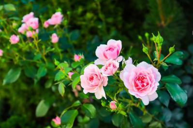 【ガーデニング】2月下旬から冬剪定の作業スタート！バラを若返らせ、よい花を咲かせる（サムネイル画像5）