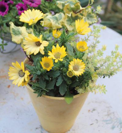 【ガーデニング】どんな花でも素敵に見える鉢は？ 吉谷桂子さんの寄せ植えQ&A（サムネイル画像5）