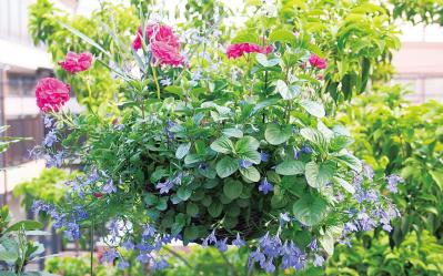 【ガーデニング】同じような印象にならないようにするには？ 吉谷桂子さんの寄せ植えQ&A（サムネイル画像2）