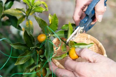 元ミス日本 伊藤千桃さんの春を待つ葉山での暮らし「庭の金柑から作る甘露煮が楽しみです」（サムネイル画像3）