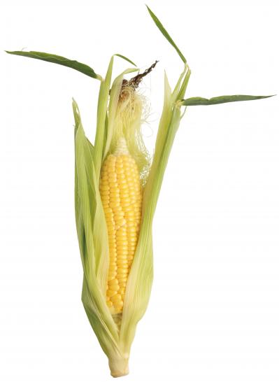 見逃せない！とうもろこしのひげの栄養価と、美味しく飲めるコーン茶の作り方（サムネイル画像2）