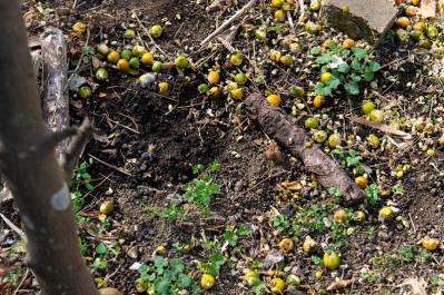 元ミス日本 伊藤千桃さんの春を待つ葉山での暮らし「庭の金柑から作る甘露煮が楽しみです」（サムネイル画像2）