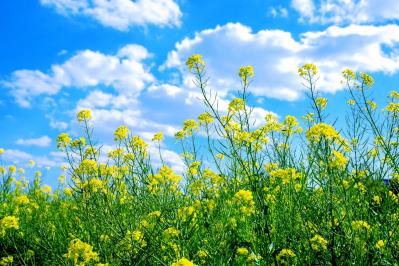 【ガーデニング】早春の黄色い花［9選］元気をもらうカラー