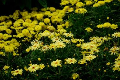 【ガーデニング】早春の黄色い花［9選］元気をもらうカラー（サムネイル画像4）