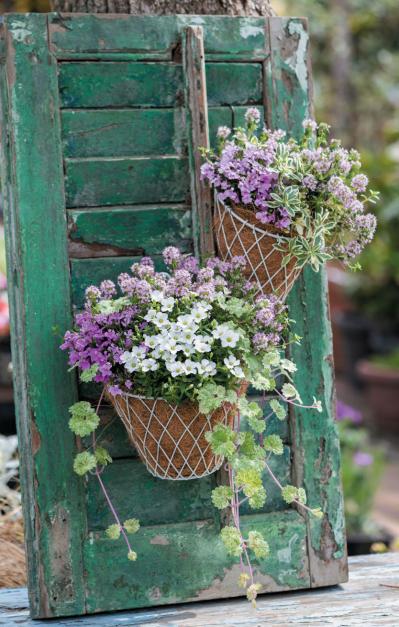 【ガーデニング】フローラ黒田園芸・黒田健太郎さんの春の寄せ植えレッスン（サムネイル画像3）