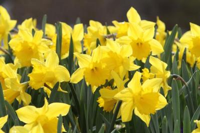 【ガーデニング】早春の黄色い花［9選］元気をもらうカラー（サムネイル画像3）