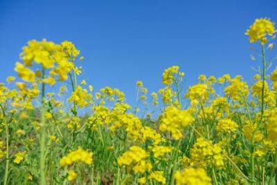 【ガーデニング】早春の黄色い花［9選］元気をもらうカラー（サムネイル画像7）