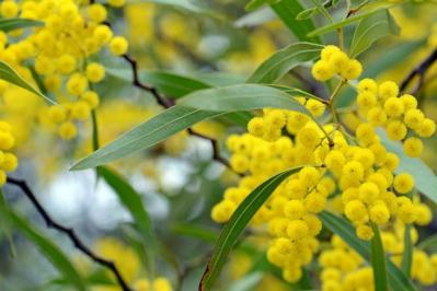 【ガーデニング】早春の黄色い花［9選］元気をもらうカラー（サムネイル画像5）