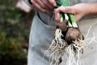 元ミス日本 伊藤千桃さんの春を待つ葉山での暮らし「春の芽吹きにそなえた“庭仕事”に精を出しています」（サムネイル画像3）
