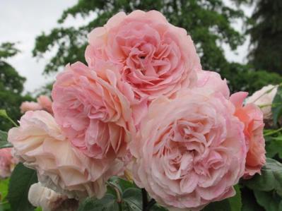 【ガーデニング】つるバラをきれいに誘引して、素敵なバラ庭を目ざす！（サムネイル画像6）