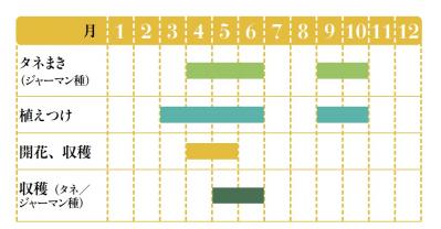 【ハーブガーデニング】ティーやポプリにおすすめ【カモマイル】の栽培方法と活用アイデア3選（サムネイル画像2）
