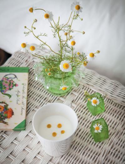 【ハーブガーデニング】ティーやポプリにおすすめ【カモマイル】の栽培方法と活用アイデア3選（サムネイル画像6）