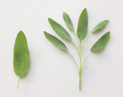 【ハーブガーデニング】料理にも庭の彩りにも活躍する【セージ】の栽培方法と活用アイデア2選（サムネイル画像3）