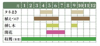 【ハーブガーデニング】料理にも庭の彩りにも活躍する【セージ】の栽培方法と活用アイデア2選（サムネイル画像2）