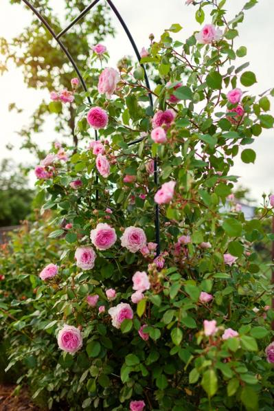 【ガーデニング】つるバラをきれいに誘引して、素敵なバラ庭を目ざす！（サムネイル画像4）