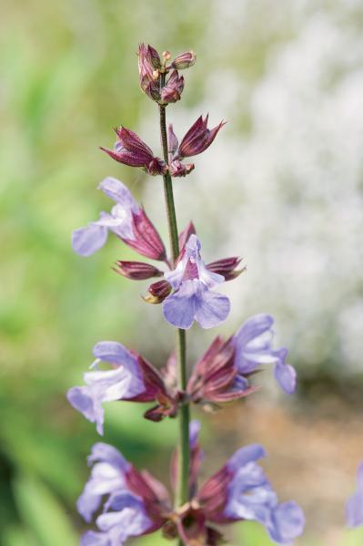 【ハーブガーデニング】料理にも庭の彩りにも活躍する【セージ】の栽培方法と活用アイデア2選（サムネイル画像5）