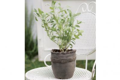 【ハーブガーデニング】料理にも庭の彩りにも活躍する【セージ】の栽培方法と活用アイデア2選