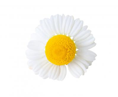 【ハーブガーデニング】ティーやポプリにおすすめ【カモマイル】の栽培方法と活用アイデア3選（サムネイル画像3）