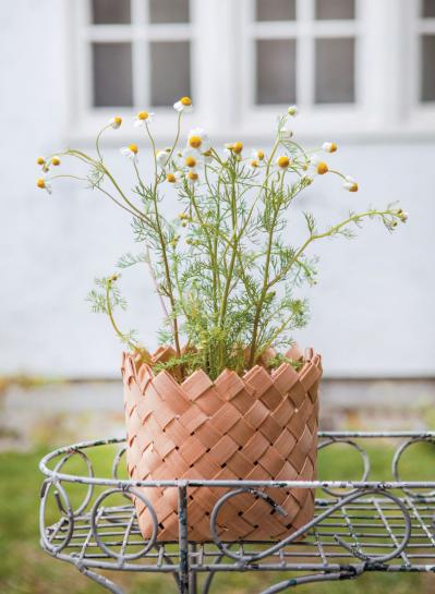 【ハーブガーデニング】ティーやポプリにおすすめ【カモマイル】の栽培方法と活用アイデア3選（サムネイル画像4）