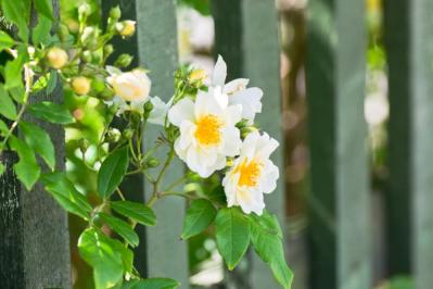 【ガーデニング】つるバラをきれいに誘引して、素敵なバラ庭を目ざす！（サムネイル画像3）